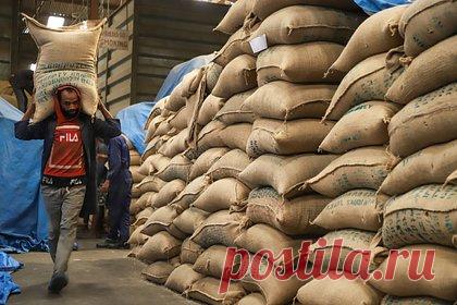 Эфиопия разрешила вывозить кофе понемногу. Власти Эфиопии уточнили информацию о полном запрете авиапассажирам на вывоз из страны кофе. Согласно новым данным, приведенным в Telegram-канале посольства России, для личного пользования каждый путешественник все-таки сможет взять с собой до двух килограммов этого продукта.