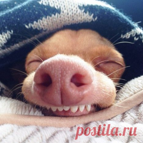 Топ-10 самых популярных животных в Instagram / Питомцы