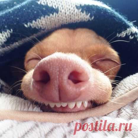Топ-10 самых популярных животных в Instagram / Питомцы