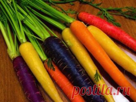 Классификация сортов моркови