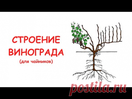 Строение винограда (для чайников) Всем привет!Это видео я решил записать специально для новичков. Ведь все мы когда-то были "чайниками". Вот и я, когда только начал заниматься выращиванием ви...