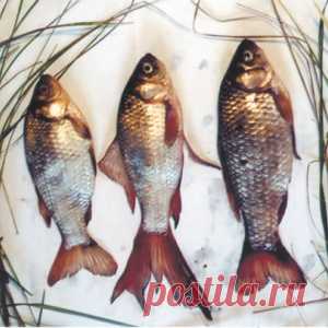 Лупоглазые уклейки и караси-мутанты - МирТесен