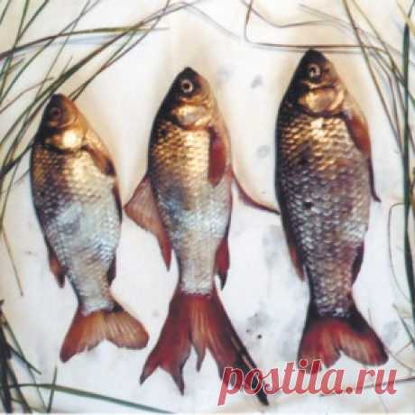 Лупоглазые уклейки и караси-мутанты - МирТесен
