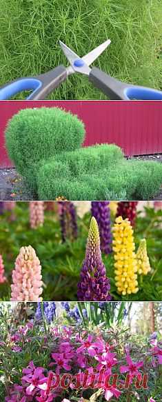 Кохия, или "летний кипр". Сохраните любой пост с сайта 7dach.ru в Постиле и выиграйте призы от интернет-магазина Клуб Красоты. Чем больше постов - тем выше шансы. Розыгрыш состоится в понедельник, 30 января. В акции участвуют все посты, которые содержат этот текст или фото призов!