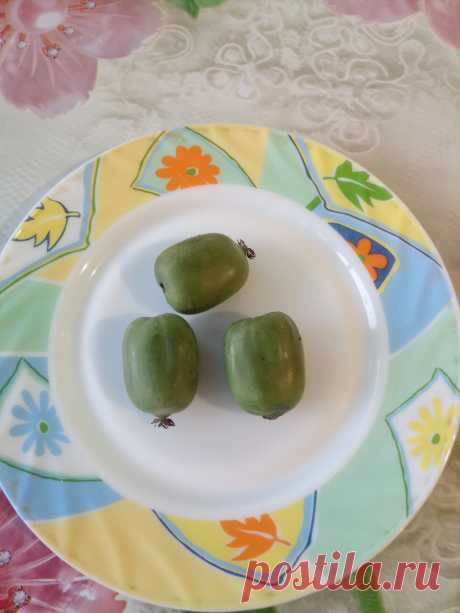 Актинидия крупноплодная (Actinidia)