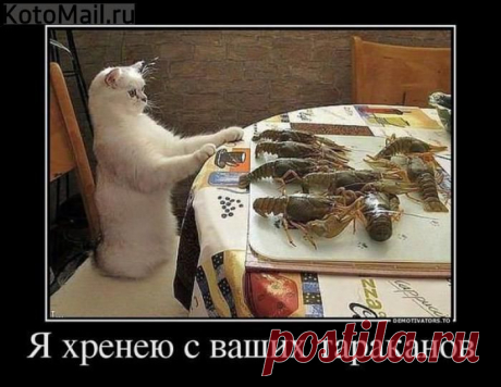 Парикмахер - творческая личность | KotoMail.ru