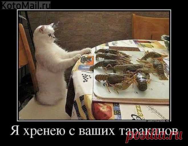 Парикмахер - творческая личность | KotoMail.ru