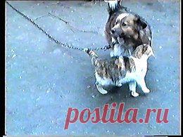 Видео в рубрике: "Наши домашние животные"