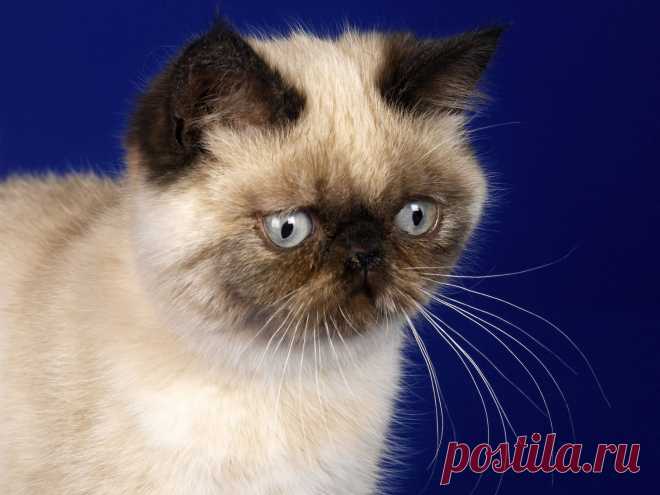 Download Wallpaper 1600x1200 kitten, baby, surprise, look, fright HD background