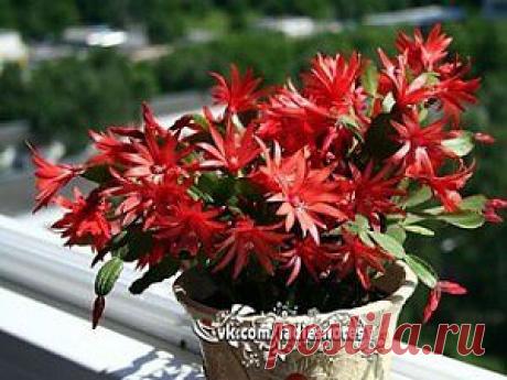 Творожные блинчики по-австрийски