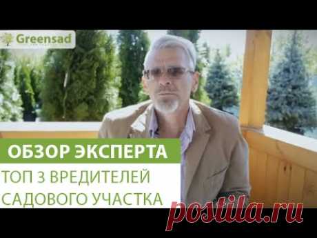 Как сделать спрей для защиты растений от насекомых?