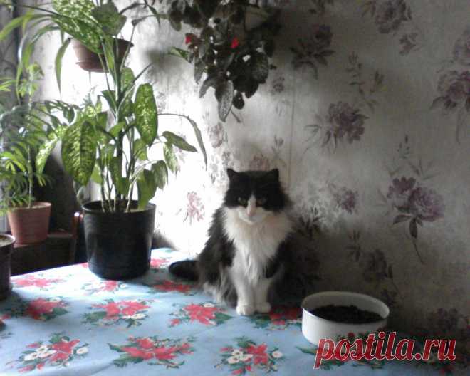 Любимая киса