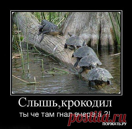VFL.Ru это, фотохостинг без регистрации, и быстрый хостинг изображений.