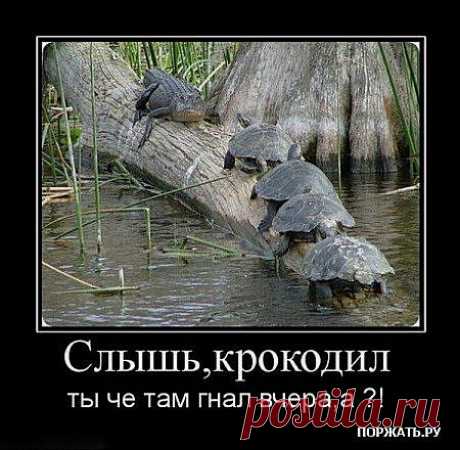 VFL.Ru это, фотохостинг без регистрации, и быстрый хостинг изображений.