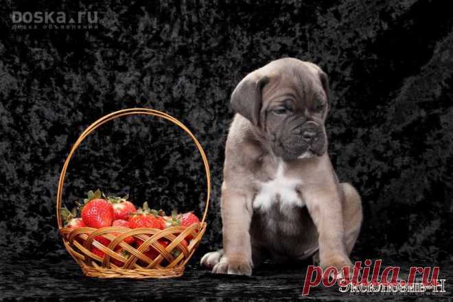 DOSKA.ru: Один из ведущих Российский питомников Эксклюзив-Н, Цена 60 000 рублей.. Архив объявлений - Объявления. 30.06.2013 12:06