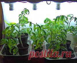 Томат (Помидор) | Индасад.ру