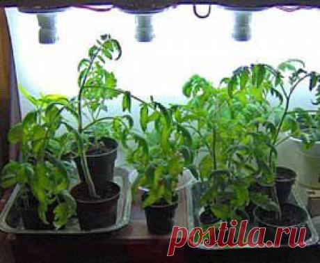 Томат (Помидор) | Индасад.ру