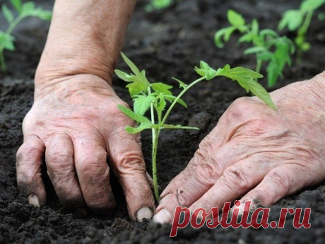 5 заблуждений о посевах - Садоводка