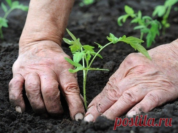 5 заблуждений о посевах - Садоводка