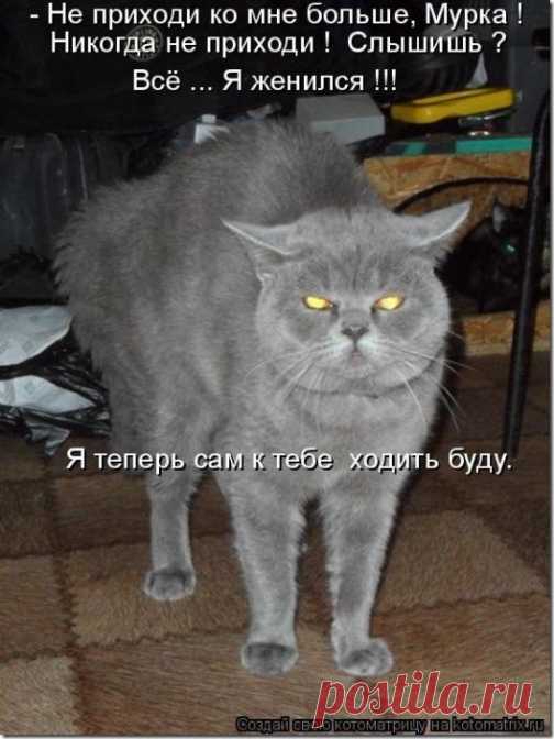 Котодром-23