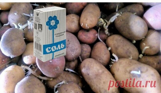 Обычная соль повысит урожай картофеля. Метод из старого дачного журнала | Маленький сад на краю Вселенной | Яндекс Дзен