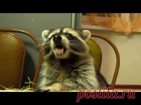 Видео для улыбки: Енот обедает ***Mail.Ru