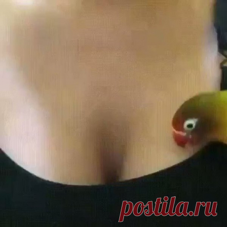 – К-е-е-ша не дурак !