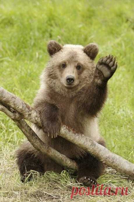 Bear Camp Cabin Rentals, Pigeon Forge Cabins, Gatlinburg Cabins