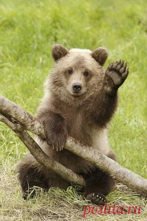 Bear Camp Cabin Rentals, Pigeon Forge Cabins, Gatlinburg Cabins