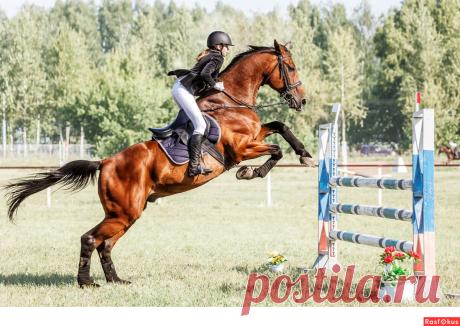 Фото: Конкур. Фотограф Сан Саныч. Спорт - Фотосайт Расфокус.ру