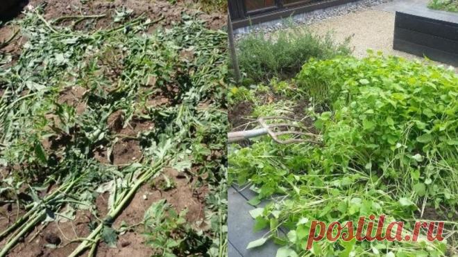 Мой метод с эффективными сидератами: Верните силу земле после сбора помидоров без химии и соберите богатый урожай | Азбука огородника | Дзен