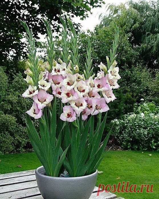 (83) Одноклассники