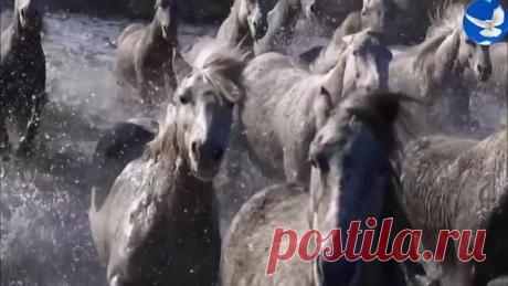САМАЯ КРАСИВАЯ МУЗЫКА  ПОСЛУШАЙТЕ И ПОСМОТРИТЕ...480px