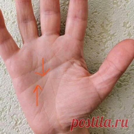Линия головы | ЭРЕБУС. Цифровая психология. | Яндекс Дзен