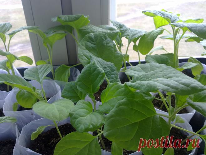 Рассада баклажан.