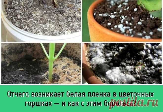 Частая проблема у неопытных цветоводов-любителей – это появление в горшках беловатого налета на поверхности земли. | OK.RU