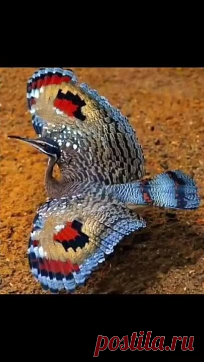 video_1859114830590.mp4