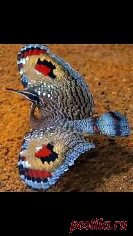 video_1859114830590.mp4