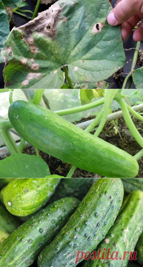 На листьях огурцов коричневые пятна что делать, как лечить?