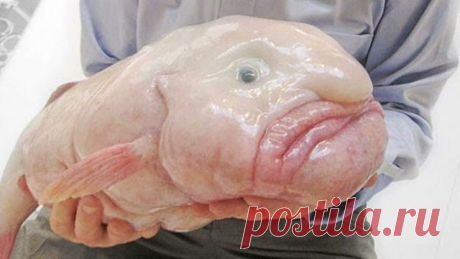 Названо самое страшное животное на планете. Им признан бычок-психролют (Psychrolutes marcidus), которого часто называют рыбой-каплей.

Самое уродливое животное на Земле — глубоководная рыба семейства психролютовых. Она обитает у берегов Австралии и Тасмании и живет на глубине более 600 метров. Защитники природы рассказывают, что этот вид из-за глубоководного промысла рыбы находится под угрозой вымирания.

Стоит добавить, что рыба-капля обошла в споре за звание главного уродца царства животны