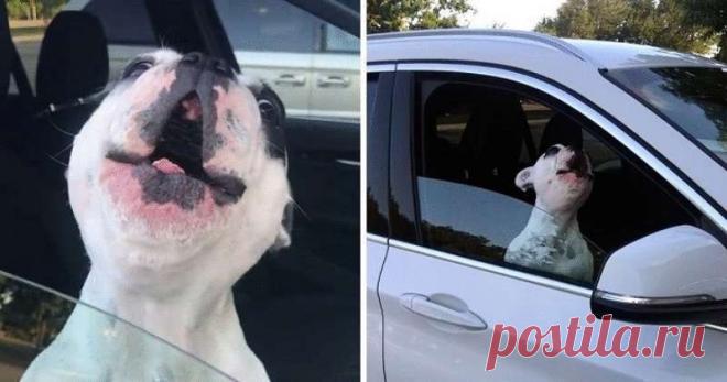 Талантливый пес запел при встрече со своей хозяйкой