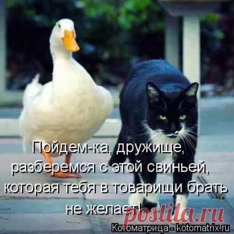 Коты и прочая компашка | 5минутка