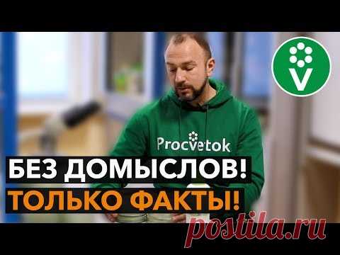 (8) Так дружат ли СЕННАЯ ПАЛОЧКА и ТРИХОДЕРМА? - YouTube