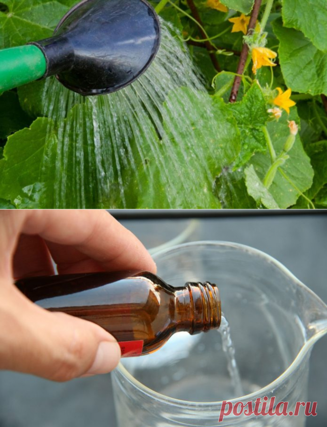 Подкормка огурцов и помидоров нашатырным спиртом