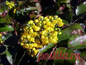Магония падуболистная – посадка и уход, фото магонии, выращивание магонии в Подмосковье