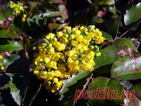 Магония падуболистная – посадка и уход, фото магонии, выращивание магонии в Подмосковье