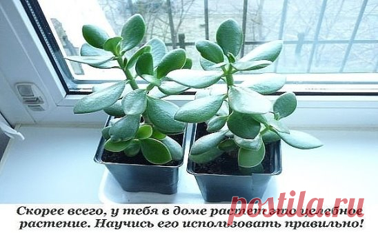 Толстянка, или денежное дерево, — растение, которое есть дома практически у каждого. Одних она привлекает своим внешним видом, другие верят в то, что она способна привлечь деньги в дом.
Но не все знают, что толстянку можно также выращивать и с пользой для здоровья. Ее целебные качества помогут избавиться от множества недугов, ведь она обладает противовоспалительными, противовирусными и бактерицидными свойствами.
Способы лечения толстянкой
Ожоги, ушибы, растяжения, раны, порезы, нарывы
Сделай
