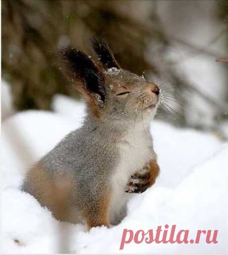 В ЗИМНЕМ ЛЕСУ