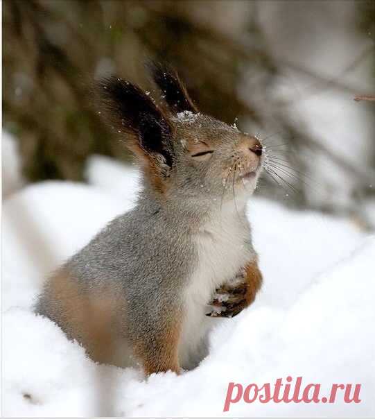 В ЗИМНЕМ ЛЕСУ