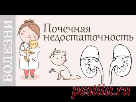 Почечная недостаточность. Советы ветеринара.